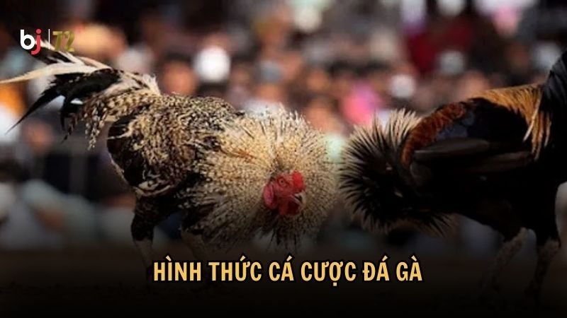 Hình thức cá cược đá gà